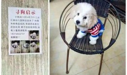 大狗最新爆料图片高清壁纸,高清壁纸中的视觉盛宴